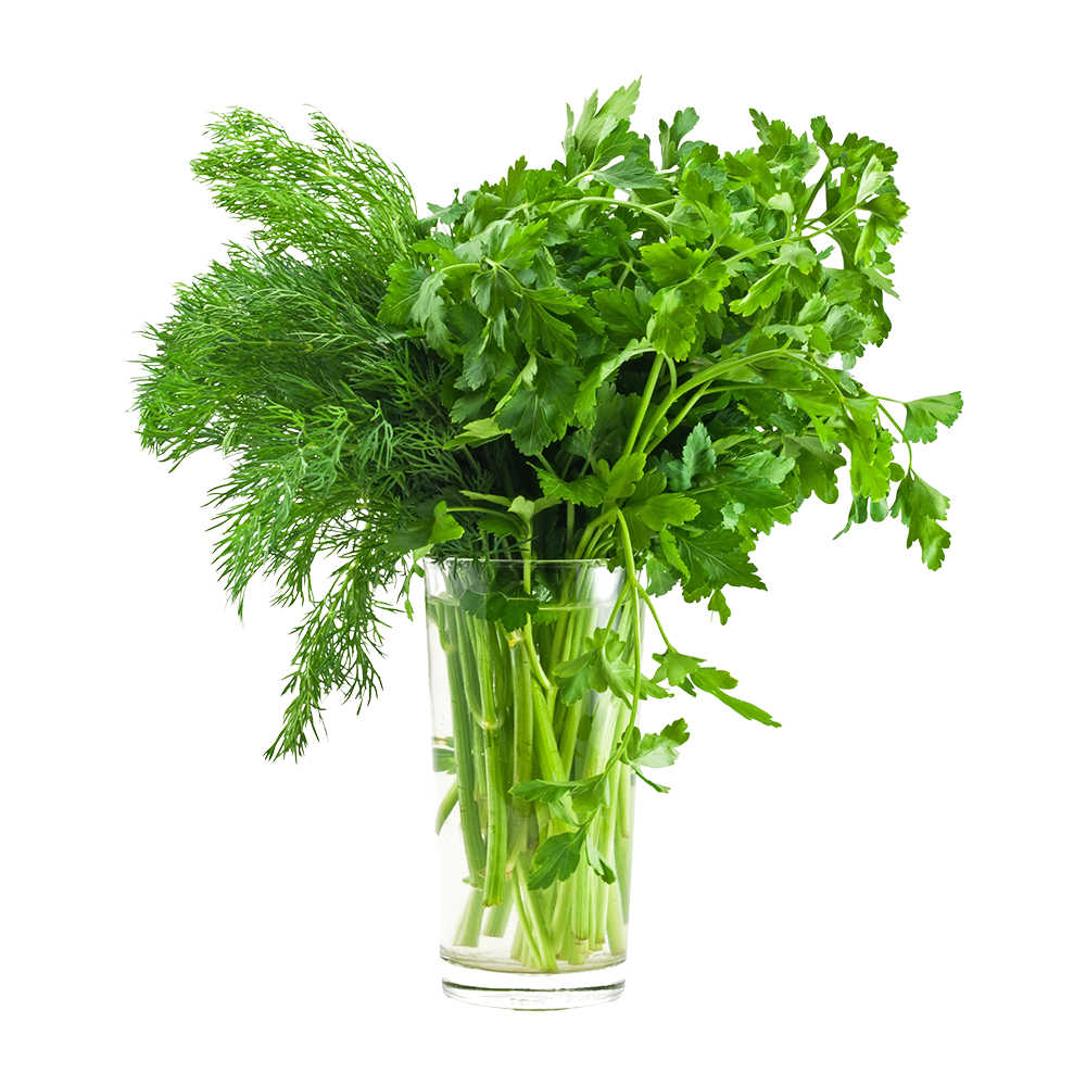 Bunches of parsley and cilantro in a glass vase with water