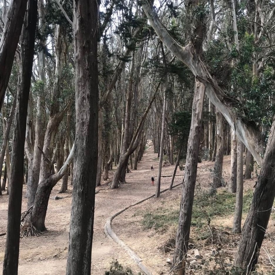 Eucalyptus trees line a path through the Presidio.
