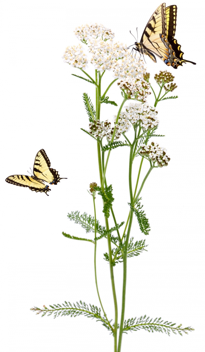 yarrow and swallowtail butterflies