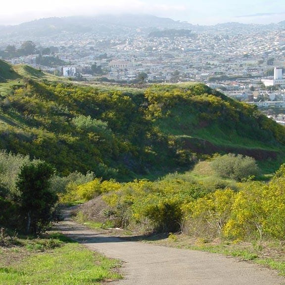 Natural landscape within the city of San Francisco