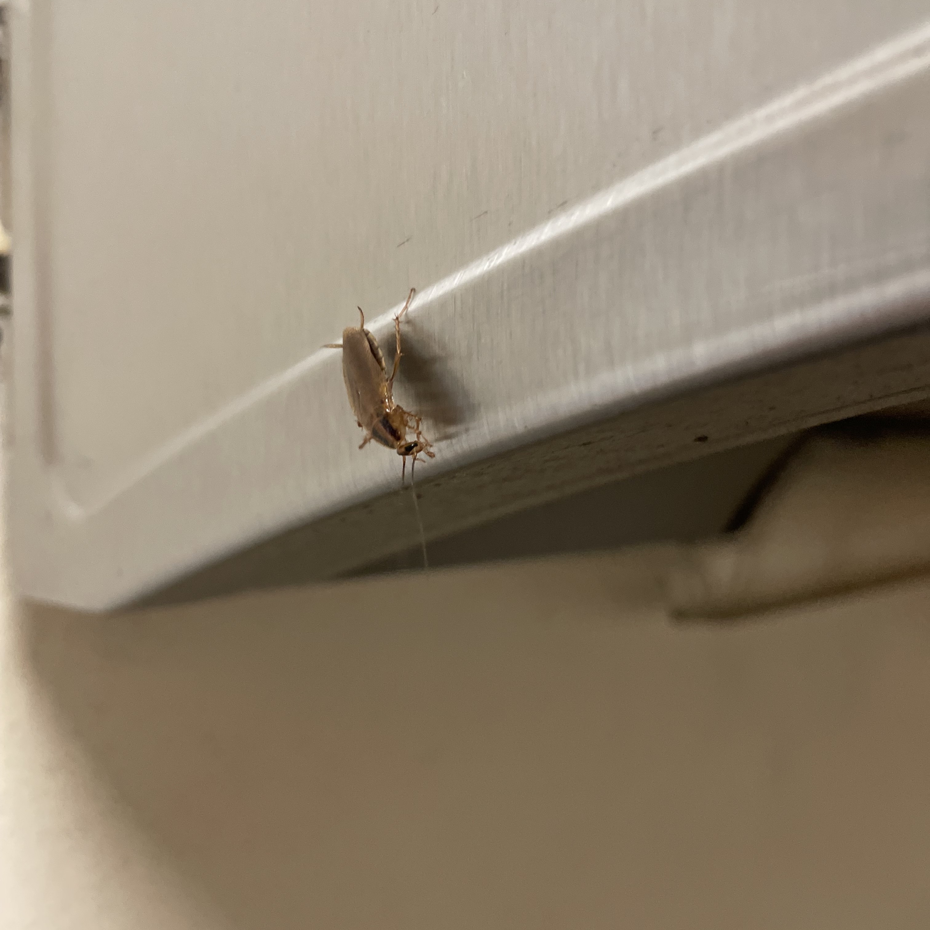 The image shows a small cockroach on a metallic surface, likely part of an appliance or a piece of furniture. The cockroach is positioned on the edge of the surface, and the background is a light-colored wall. The close-up view highlights the details of the cockroach, including its legs and antennae. This setting suggests a potential pest issue that might need to be addressed to maintain cleanliness and hygiene.